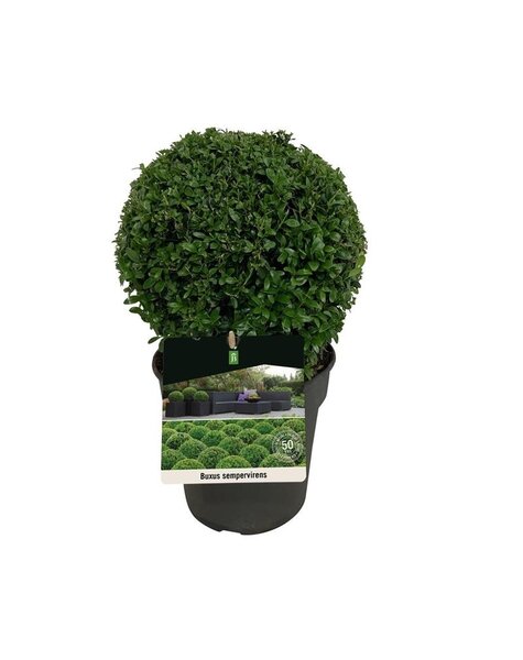 Buxus