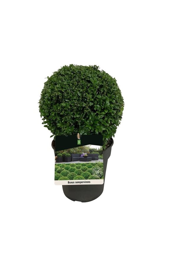Buxus sempervirens