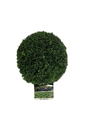 Buxus sempervirens