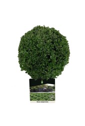 Buxus sempervirens