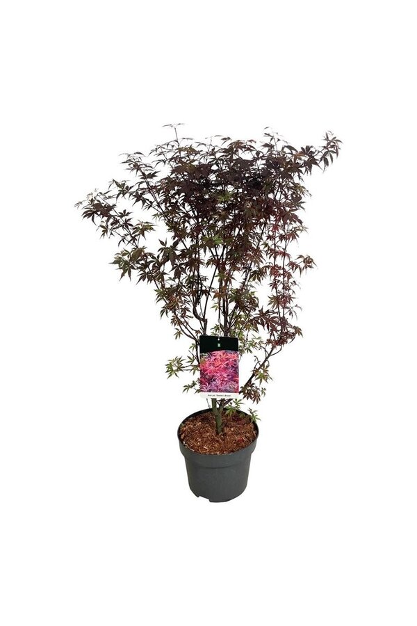 Esdoorn Acer Skeeters Broom