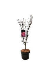 Esdoorn Acer Skeeters Broom