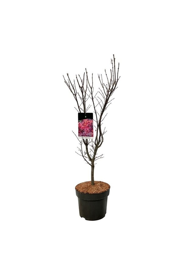 Esdoorn Acer Skeeters Broom