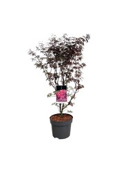 Esdoorn Acer Skeeters Broom