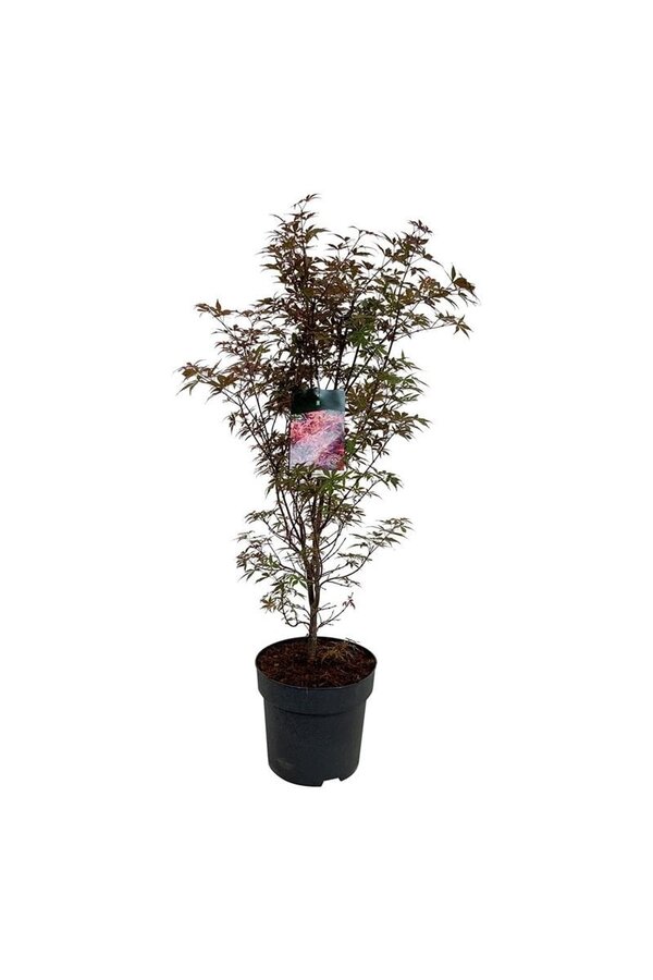 Esdoorn Acer Skeeters Broom