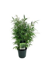 Bamboe Fargesia robusta Wenchuan
