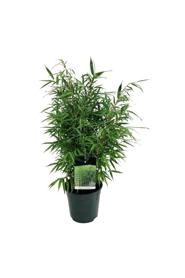Bamboe Fargesia robusta Wenchuan