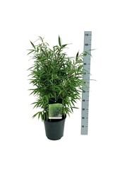 Bambou Fargesia robusta Wenchuan
