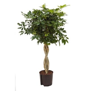 Hydrocultuur