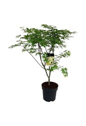 Esdoorn Acer Osakazuki