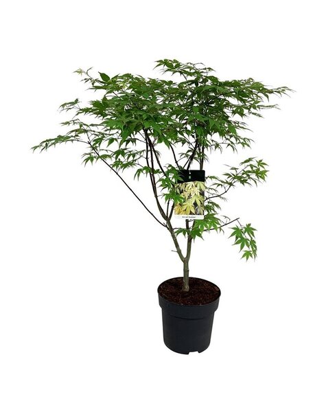 Acer