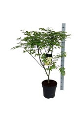 Esdoorn Acer Osakazuki