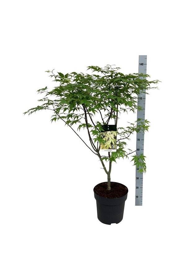 Érable Acer Osakazuki