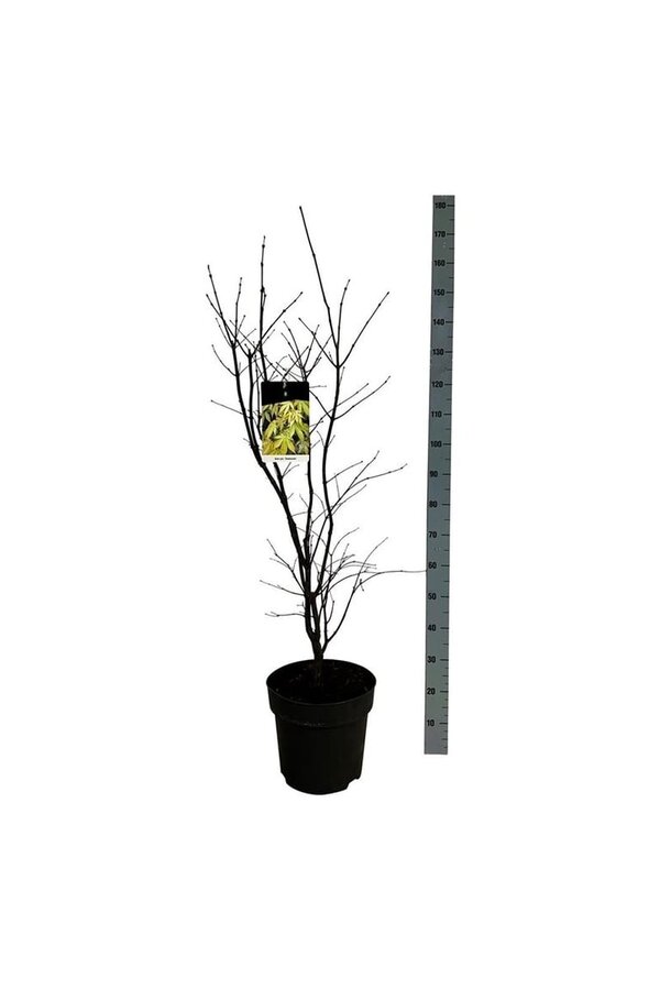 Esdoorn Acer Osakazuki