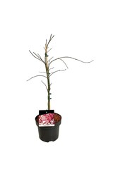 Esdoorn Acer Garnet