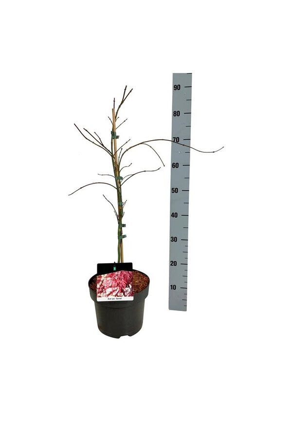 Esdoorn Acer Garnet