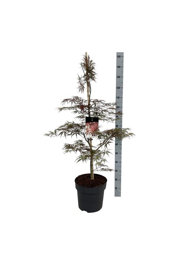 Érable Acer Garnet