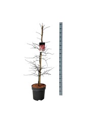 Érable Acer Garnet