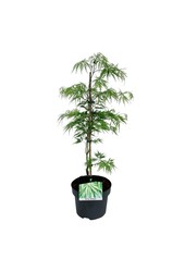 Érable Acer Dissectum