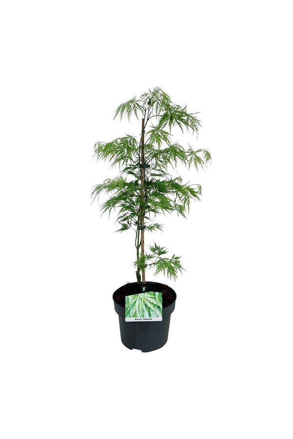 Érable Acer Dissectum