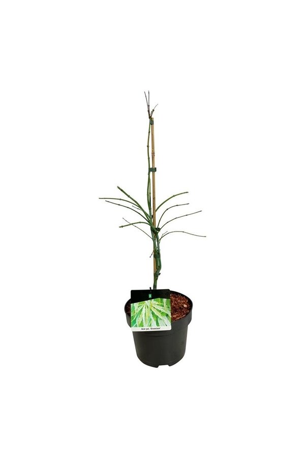 Esdoorn Acer Dissectum