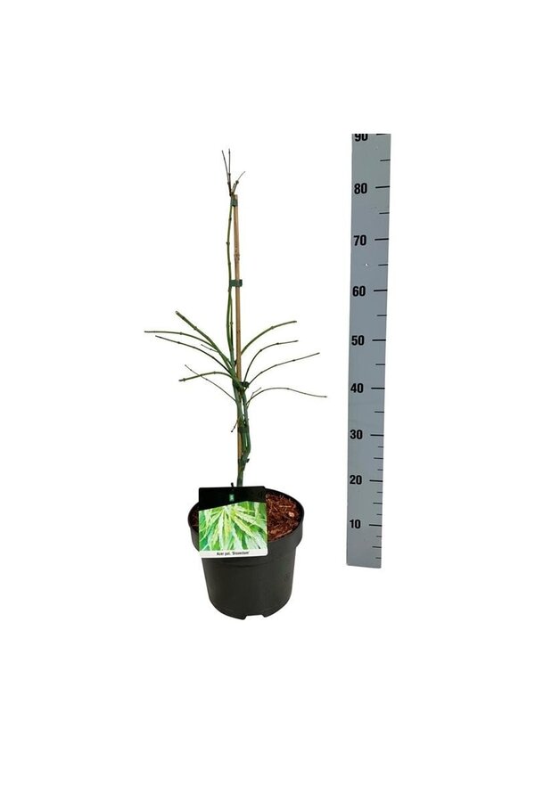Esdoorn Acer Dissectum