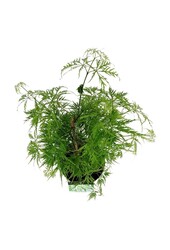 Érable Acer Dissectum