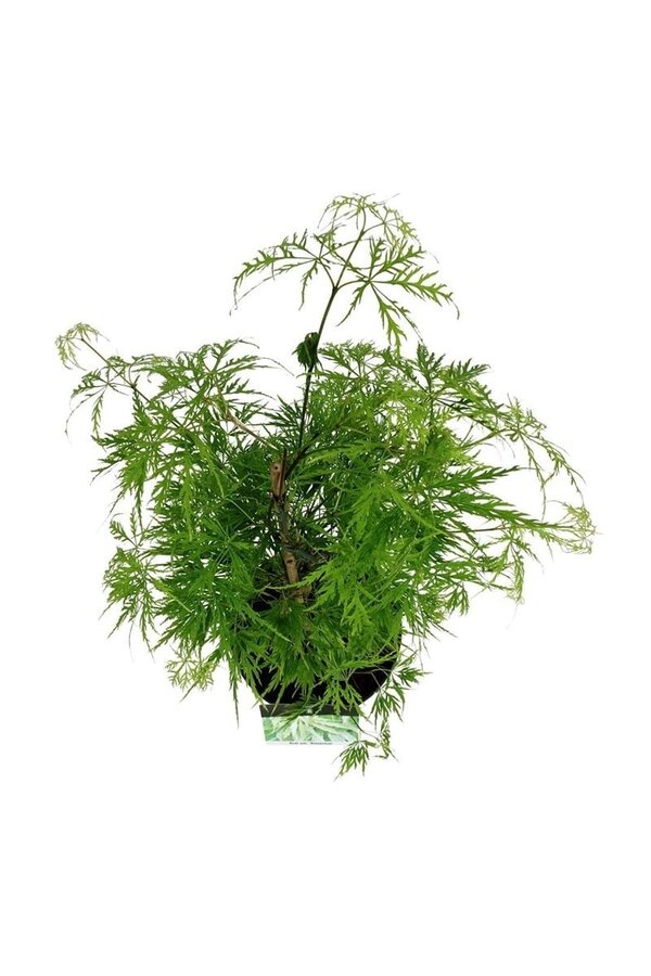 Érable Acer Dissectum