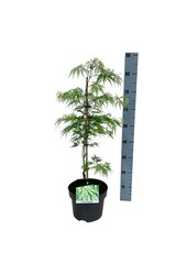 Érable Acer Dissectum
