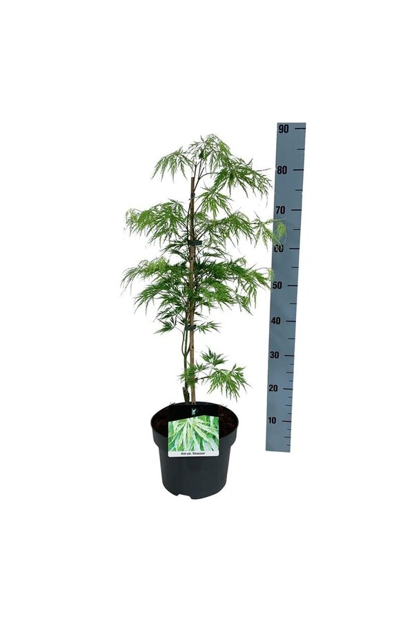 Érable Acer Dissectum