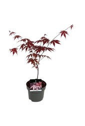 Érable Acer Bloodgood