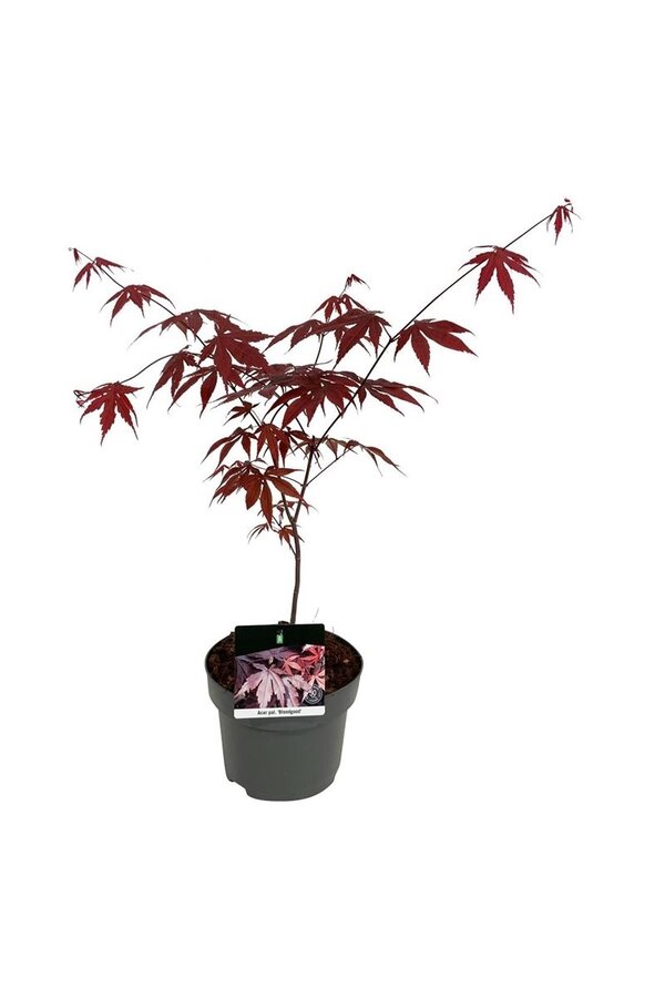 Érable Acer Bloodgood