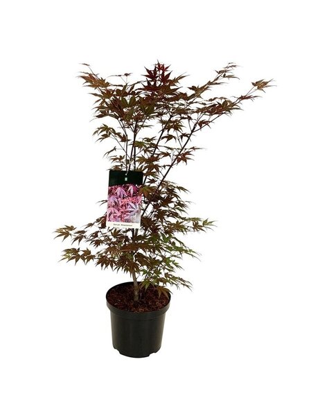Acer