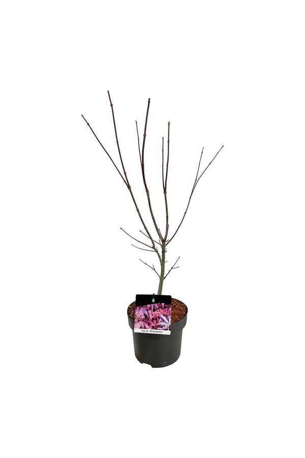 Esdoorn Acer Atropurpureum
