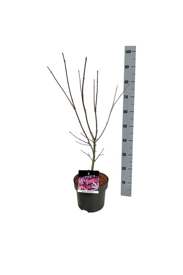 Esdoorn Acer Atropurpureum