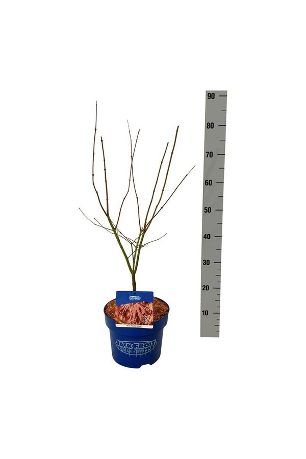 Esdoorn Acer North Wind ®