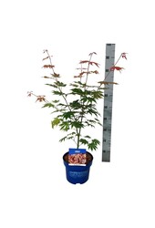 Érable Acer North Wind ®