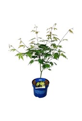 Érable Acer Arctic Jade ®