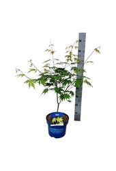 Esdoorn Acer Arctic Jade ®