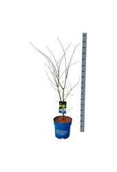 Esdoorn Acer Arctic Jade ®