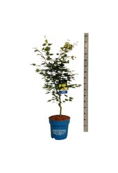 Esdoorn Acer Arctic Jade ®