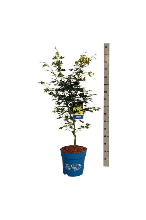 Esdoorn Acer Arctic Jade ®