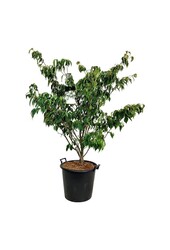 Kornoelje Cornus kousa Teutonia