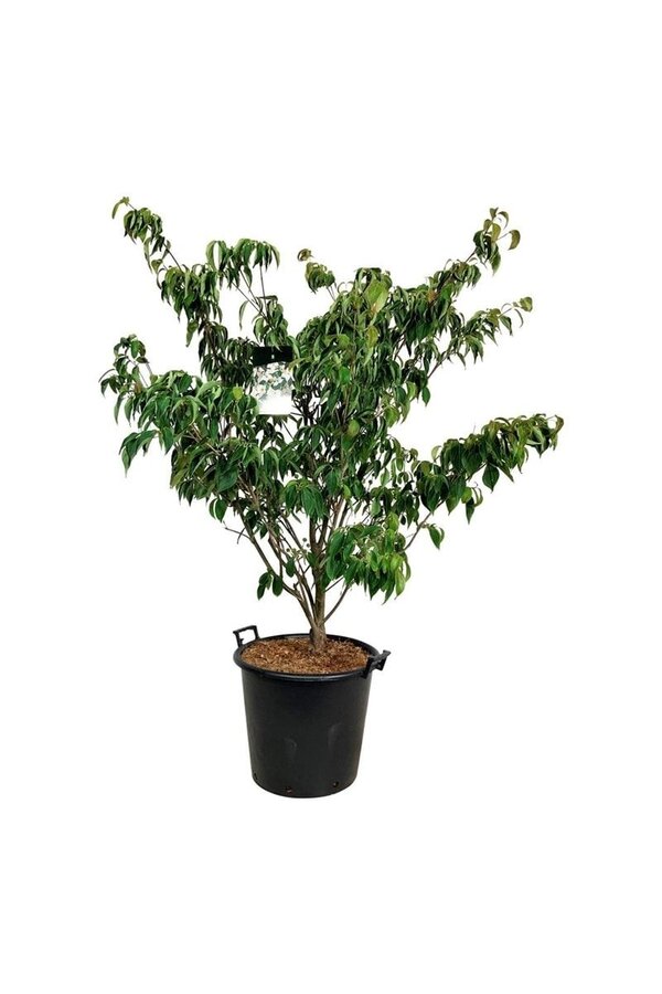 Cornouiller Cornus kousa Teutonia