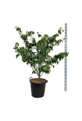 Kornoelje Cornus kousa Teutonia