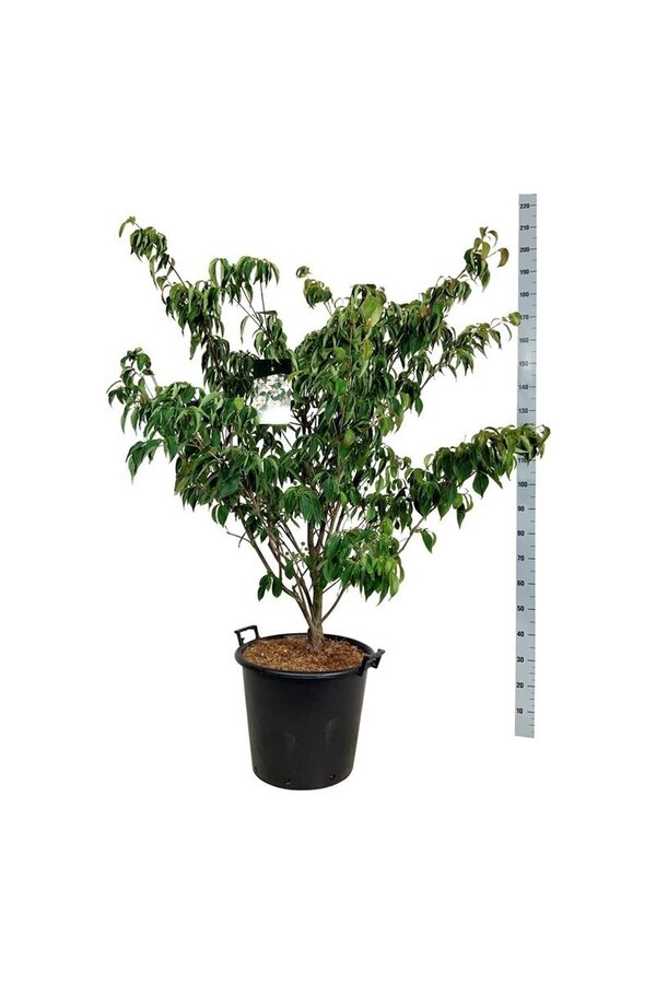 Kornoelje Cornus kousa Teutonia