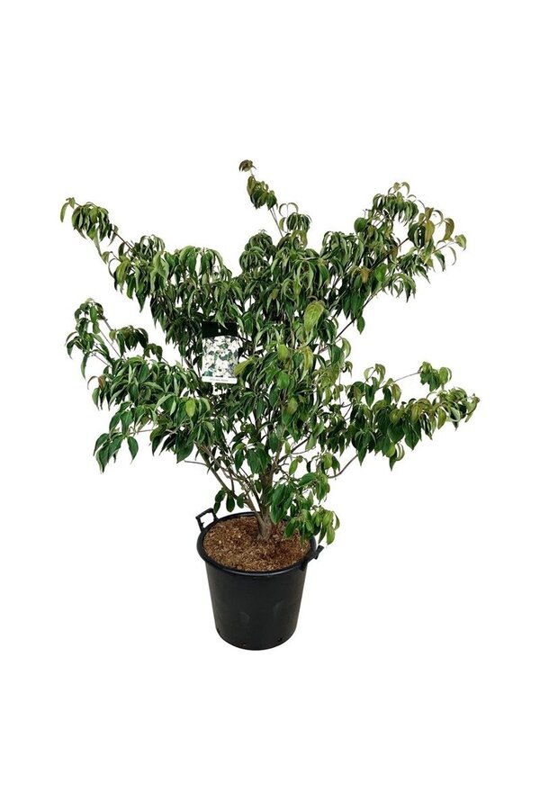 Kornoelje Cornus kousa Teutonia