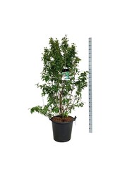 Arbuste aux baies de beauté Callicarpa bodinieri Profusion