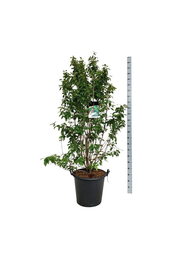 Arbuste aux baies de beauté Callicarpa bodinieri Profusion