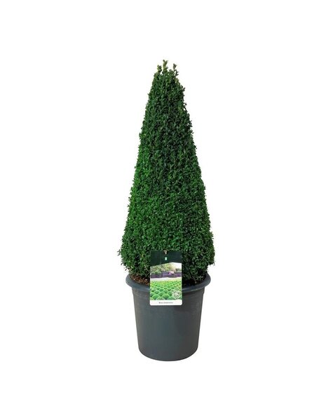 Buxus